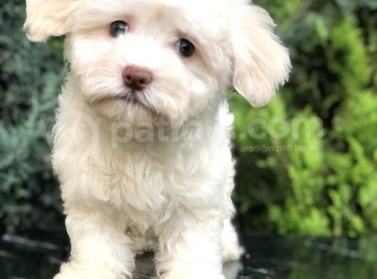 Dizayn Irk Maltıpoo Yavrumuz görsel