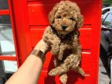 Safkan Toy Poodle Yavrularimiz
