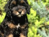 En Özel Renk Phantom Poodle Yavrumuz