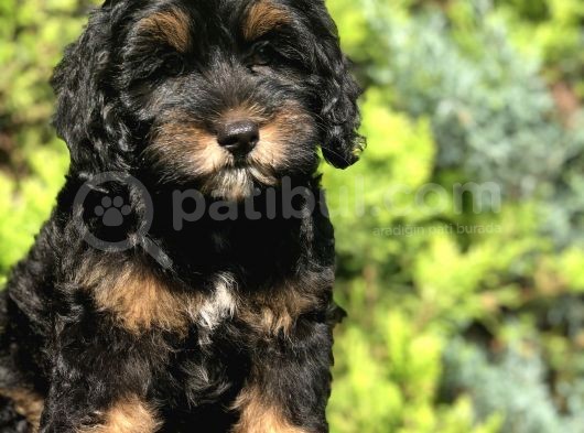 En Özel Renk Phantom Poodle Yavrumuz görsel