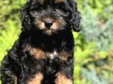 En Özel Renk Phantom Poodle Yavrumuz