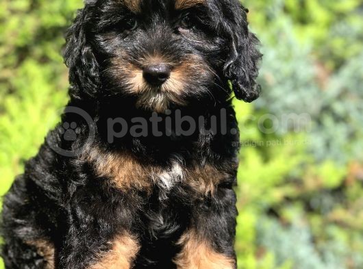 En Özel Renk Phantom Poodle Yavrumuz