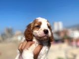 Cavalier King Charles
