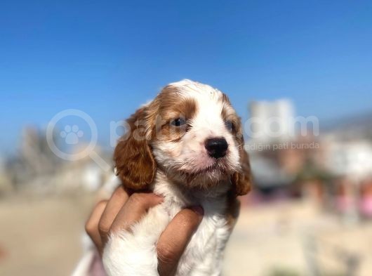 Cavalier King Charles