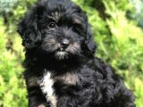 Farklı Ve Özel Renk Phantom Poodle Yavrularımız
