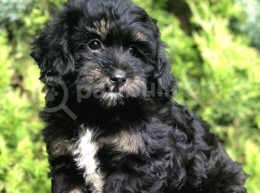 Farklı Ve Özel Renk Phantom Poodle Yavrularımız görsel