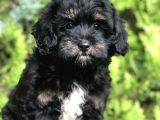 Farklı Ve Özel Renk Phantom Poodle Yavrularımız