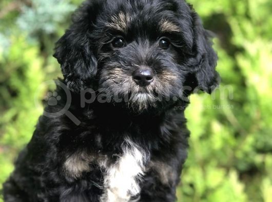 Farklı Ve Özel Renk Phantom Poodle Yavrularımız