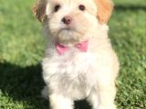 Latte Renk Maltıpoo Yavrumuz