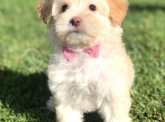 Latte Renk Maltıpoo Yavrumuz görsel
