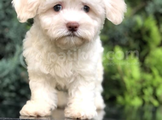 Dizayn Irk Maltıpoo Yavrumuz