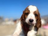 Cavalier King Charles