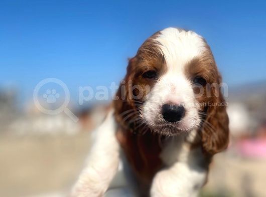 Cavalier King Charles görsel