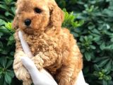Toy Poodle Yavrular