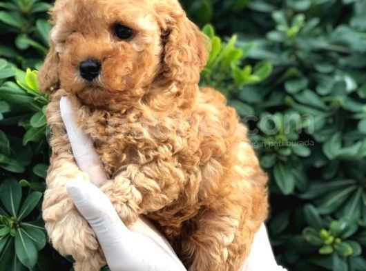 Toy Poodle Yavrular görsel