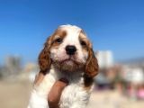 Cavalier King Charles