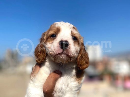 Cavalier King Charles görsel