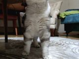 Scottish Fold Silver Yetişkin Erkek