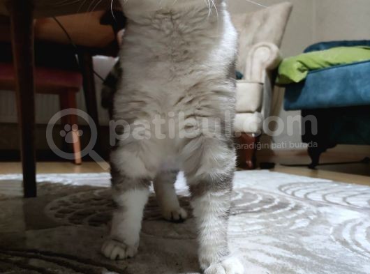 Scottish Fold Silver Yetişkin Erkek görsel
