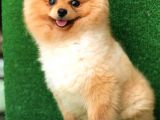 10 Aylık Pomeranian