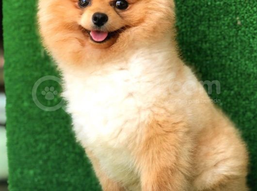 10 Aylık Pomeranian görsel