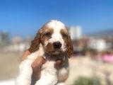Cavalier King Charles