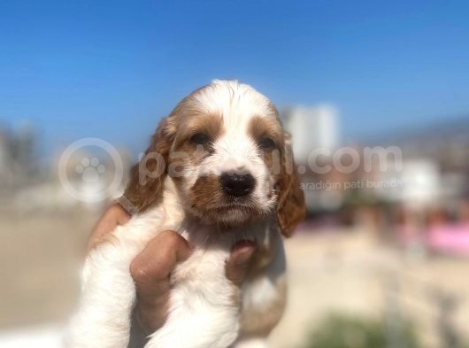 Cavalier King Charles görsel