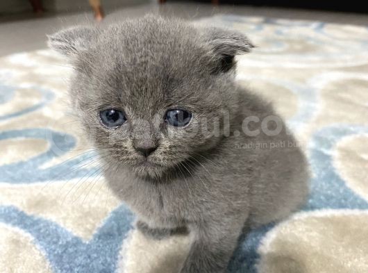 Blue Point- Scottish/British Fold 30 Günlük görsel