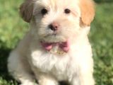 Latte Renk Maltıpoo Yavrumuz