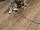 Sahiplendirme British Longhair