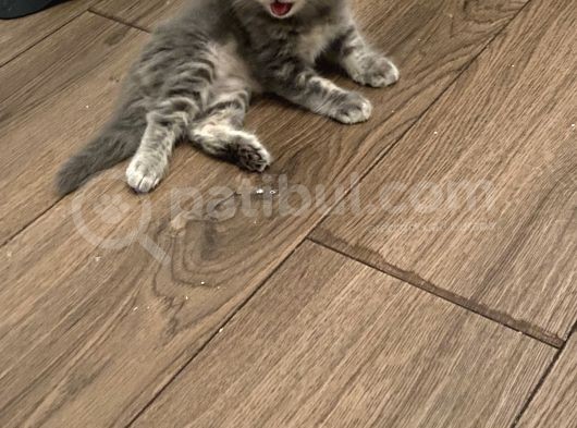 Sahiplendirme British Longhair görsel