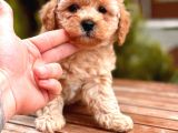 Toy Poodle Yavrular