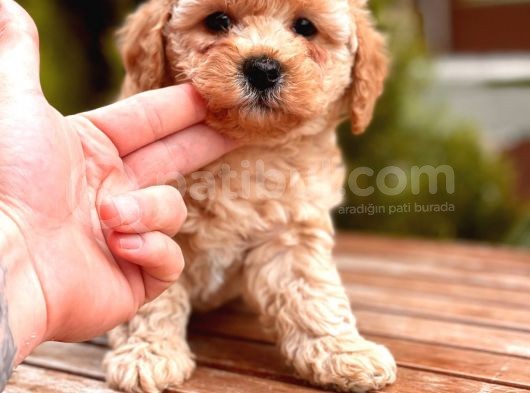 Toy Poodle Yavrular görsel