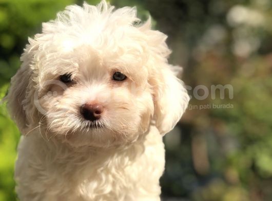 Yeşil Gözlü Tatlı Maltıpoo Yavrumuz görsel