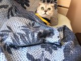 Scottish Fold Silver Yetişkin Erkek