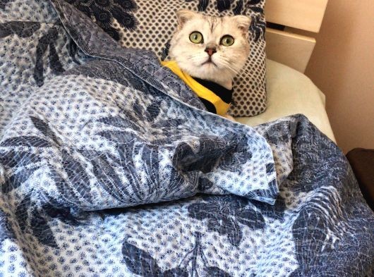 Scottish Fold Silver Yetişkin Erkek görsel