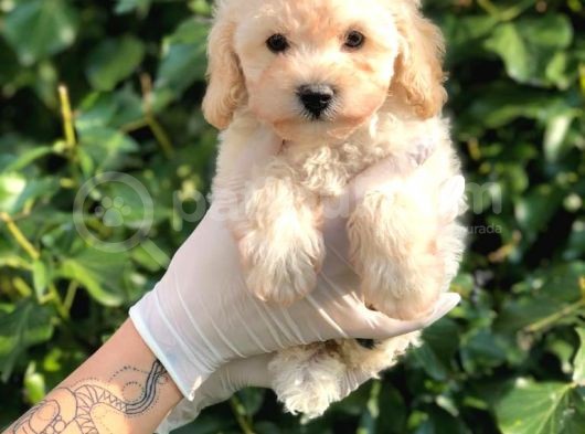 Apricot Toy Poodle görsel