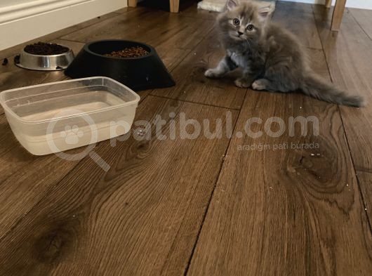 Sahiplendirme British Longhair