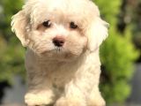 Yeşil Gözlü Tatlı Maltıpoo Yavrumuz