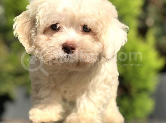 Yeşil Gözlü Tatlı Maltıpoo Yavrumuz görsel