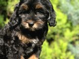 En Özel Renk Phantom Poodle Yavrumuz