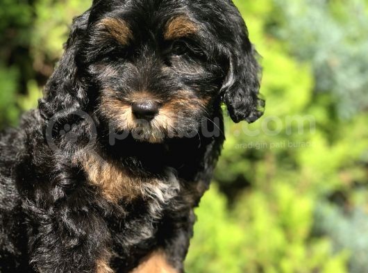 En Özel Renk Phantom Poodle Yavrumuz görsel