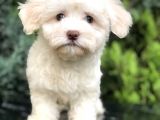 Dizayn Irk Maltıpoo Yavrumuz