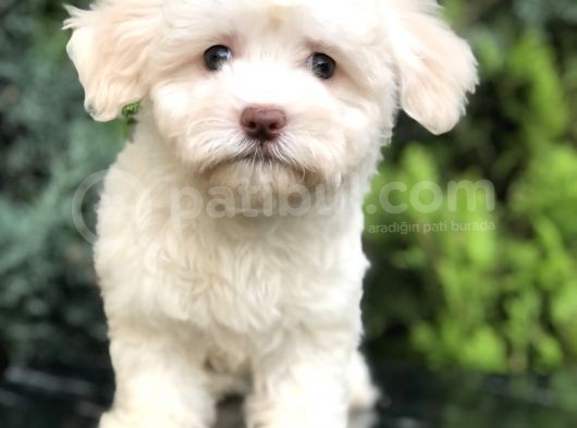 Dizayn Irk Maltıpoo Yavrumuz görsel