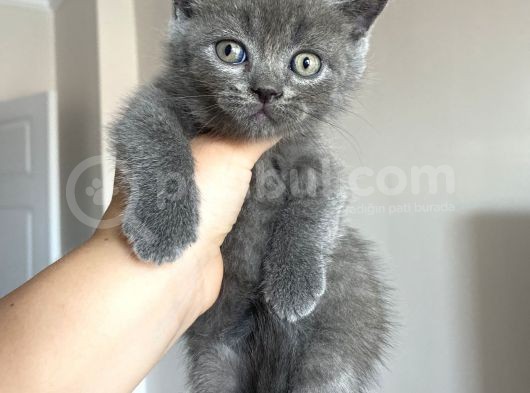 2 Aylık Safkan Fold Yavru görsel