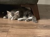 Sahiplendirme British Longhair