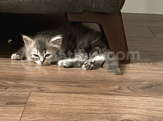 Sahiplendirme British Longhair görsel