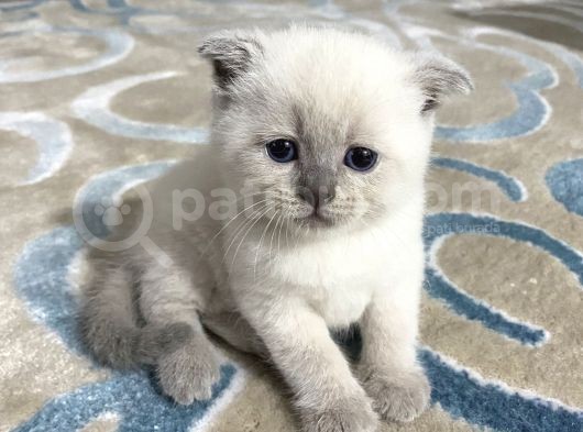 Blue Point- Scottish/British Fold 30 Günlük görsel