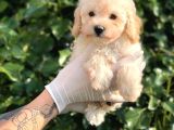 Apricot Toy Poodle