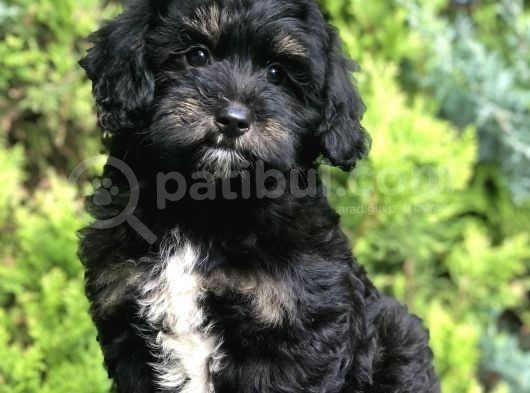 Farklı Ve Özel Renk Phantom Poodle Yavrularımız görsel